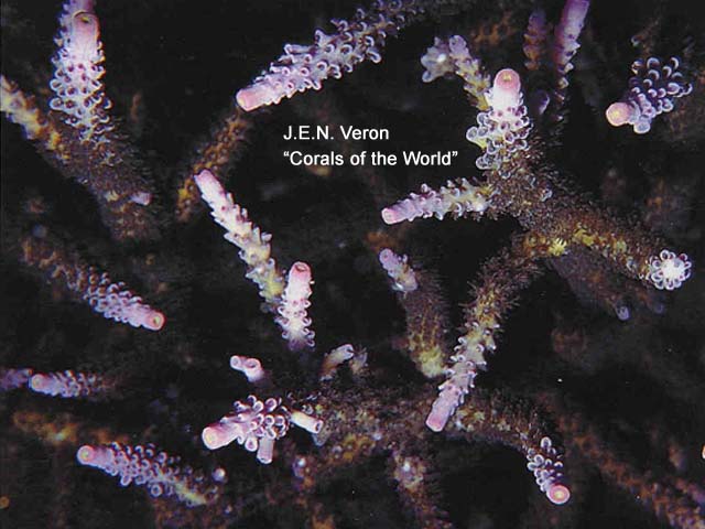 Acropora loisetteae