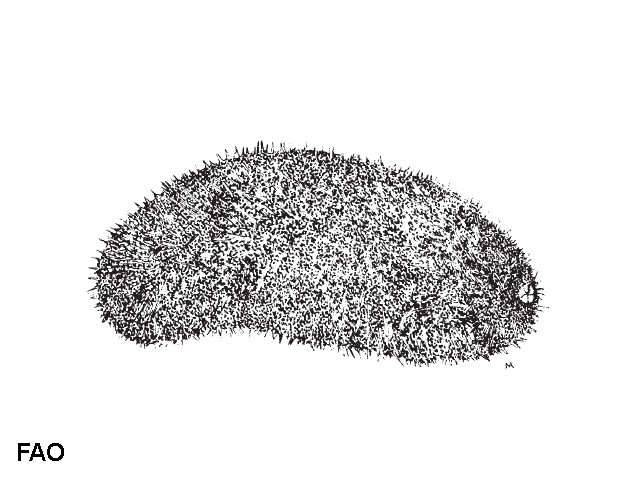 Acmil_u0.gif