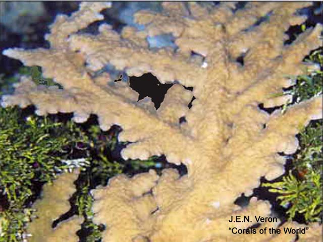 Acropora pichoni
