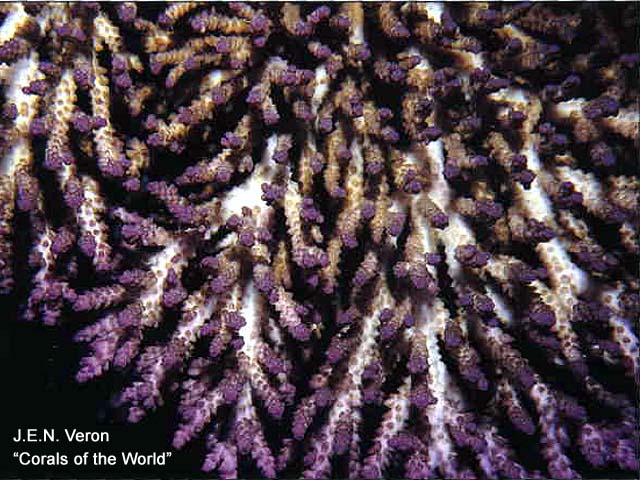 Acropora plana
