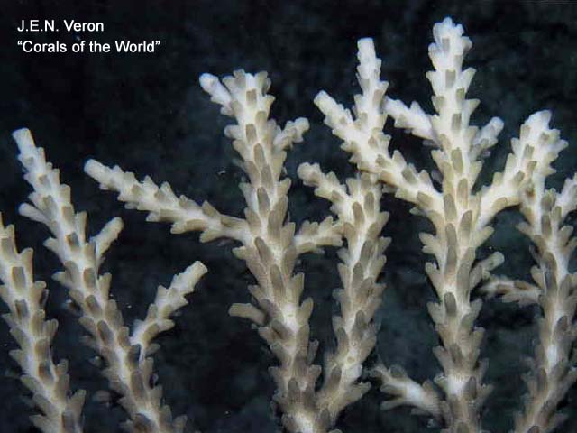 Acropora plumosa