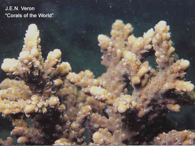 Acropora pruinosa