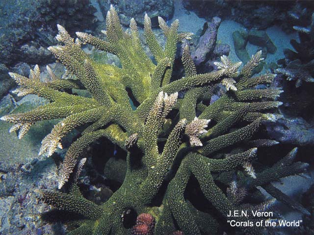 Acropora robusta