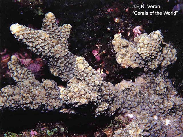 Acropora roseni