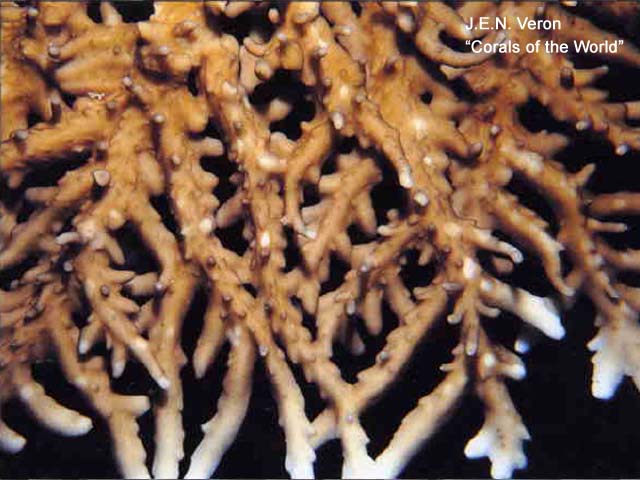 Acropora simplex