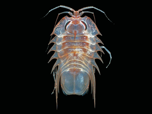 Acspi_u7.jpg