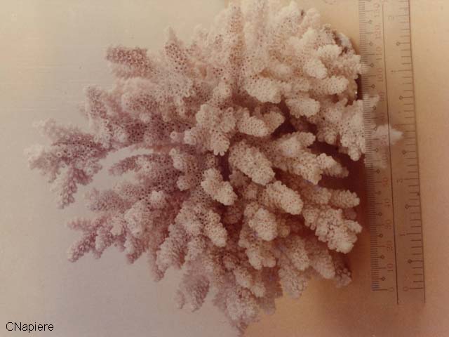Acropora squarrosa