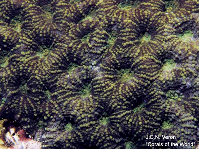 Acanthastrea subechinata