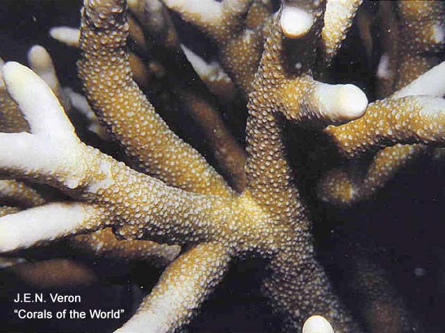 Isopora togianensis