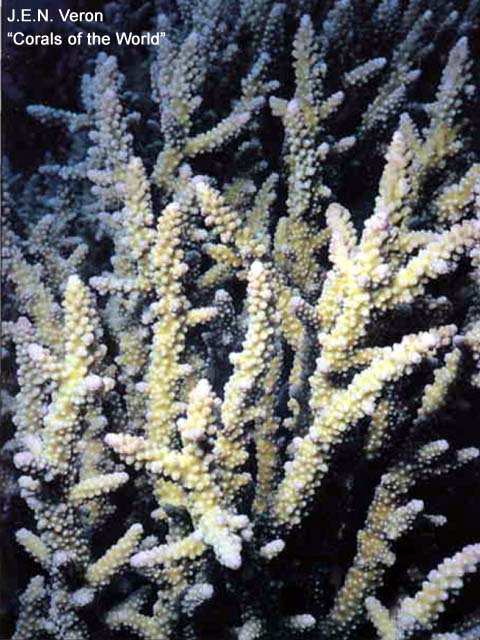 Acropora vaughani