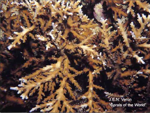 Acropora walindii