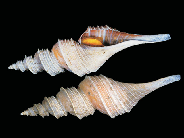 Aforia multispiralis