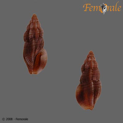 Agathotoma finitima