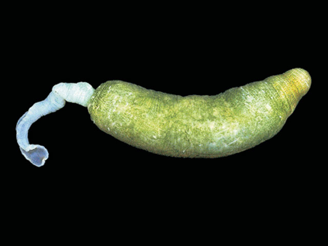 Alomasoma belyaevi