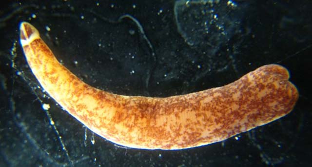 Amphiporus bimaculatus