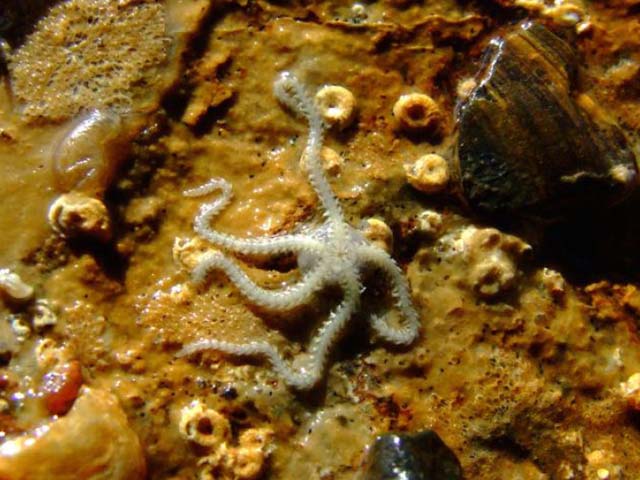Amphipholis squamata