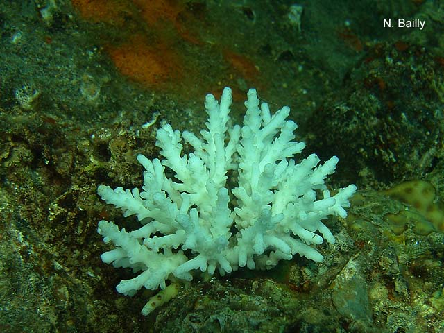 Anacropora forbesi