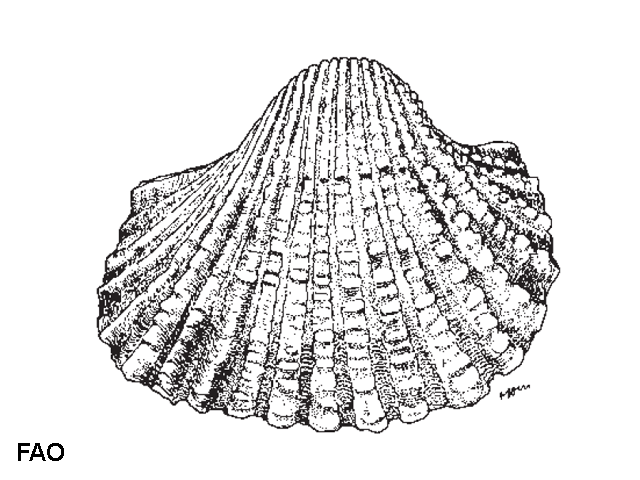 Tegillarca granosa