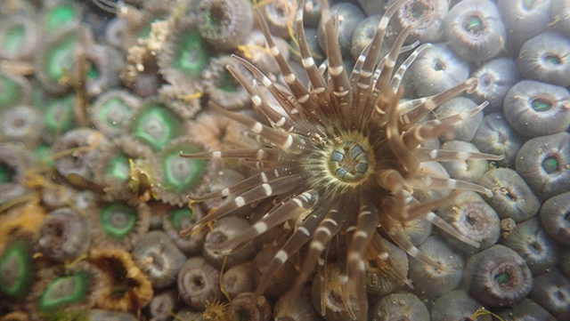 Anthopleura handi