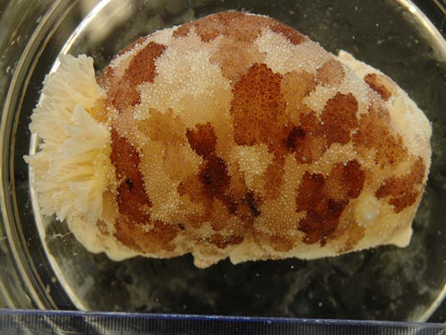 Anisodoris lentiginosa