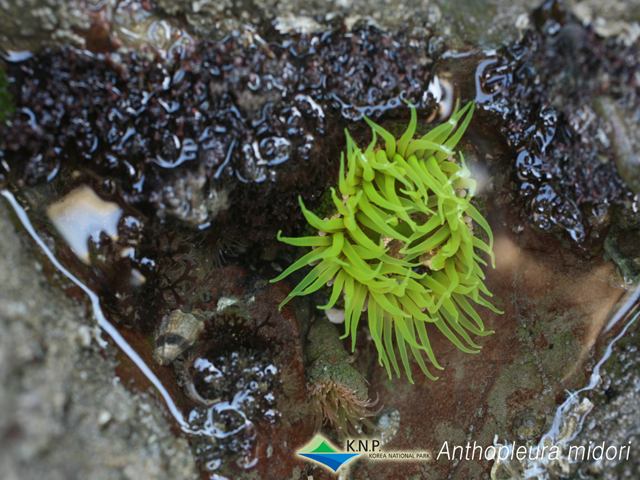 Anthopleura midori