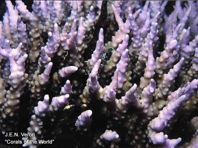Anacropora pillai