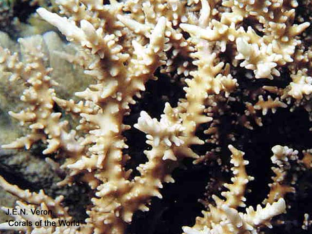 Anacropora spinosa
