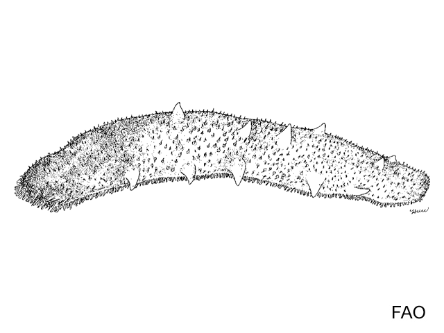 Apostichopus parvimensis