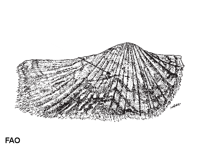 Arca navicularis