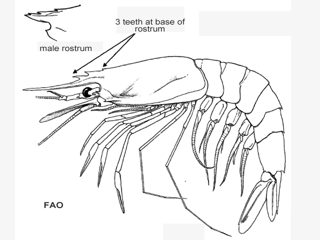 Aristeus varidens