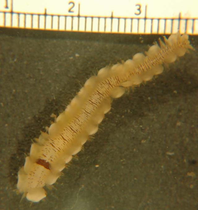 Arvit_u0.jpg