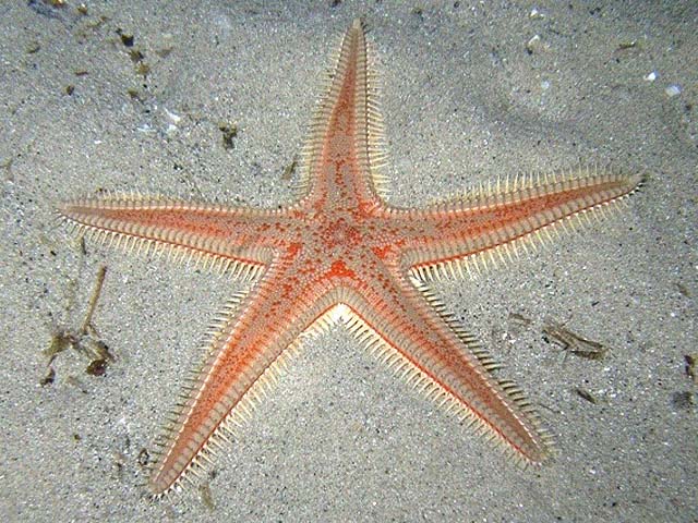 Astropecten aranciacus