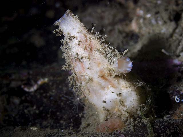 Ascidia conchilega