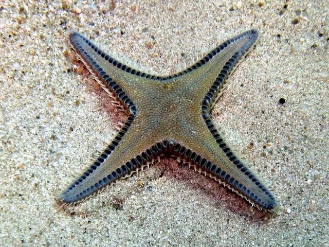 Astropecten platyacanthus