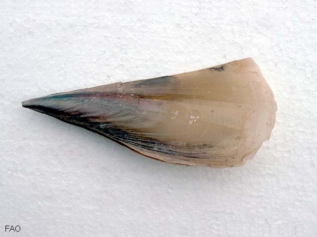Atrina pectinata