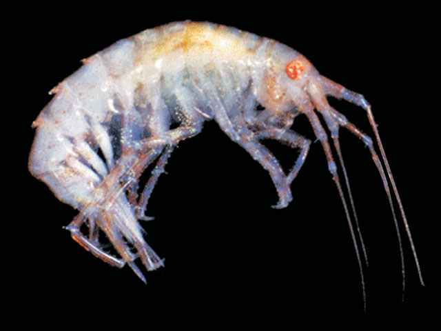 Attri_u0.jpg