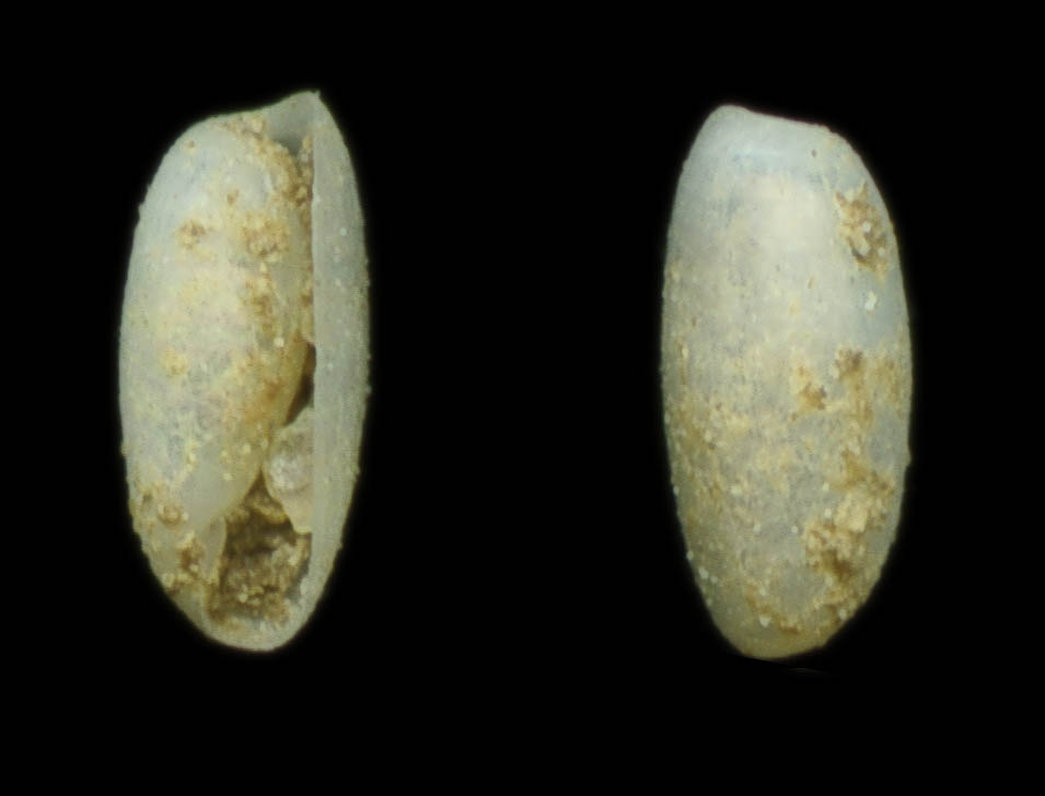 Austrocylichna exigua