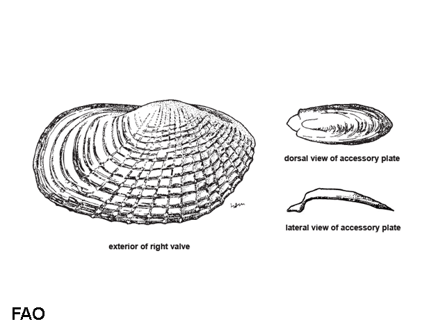 Barnea dilatata