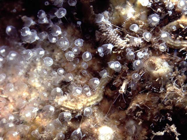 Barentsia discreta