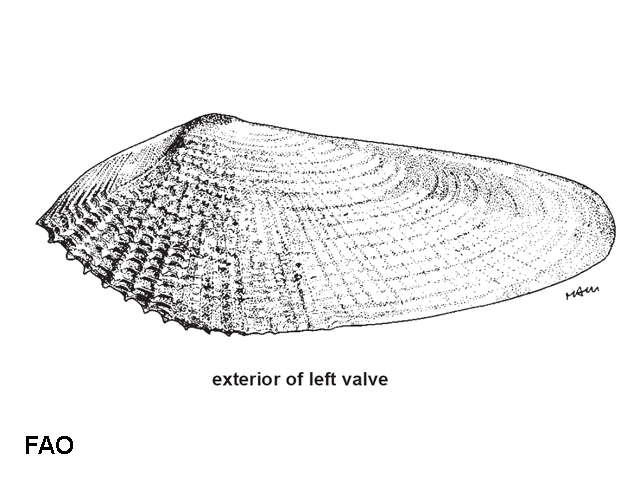 Barnea manilensis