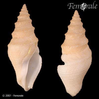 Bathytoma prodicia
