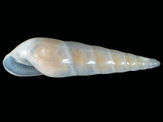 Bathycrinicola tumidula