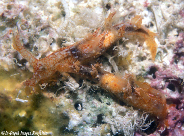 Bornella hermanni