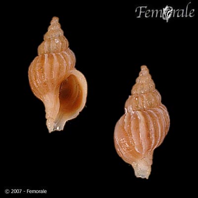 Boreotrophon truncatus
