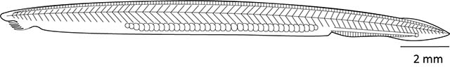 Branchiostoma californiense