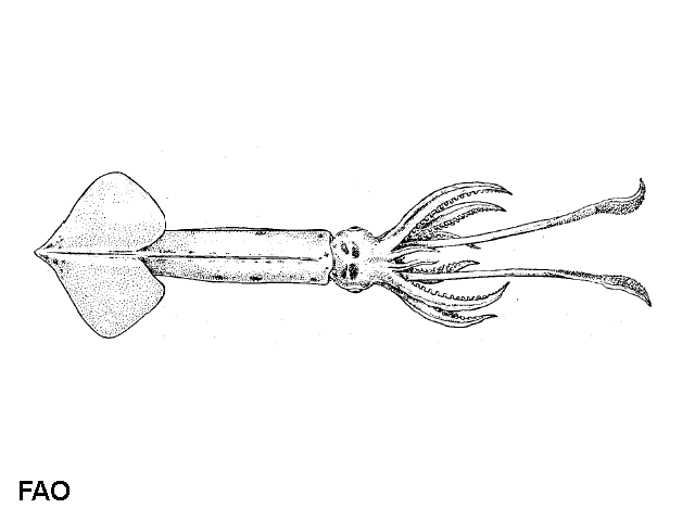 Brachioteuthis riisei