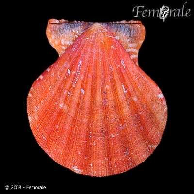 Bractechlamys vexillum