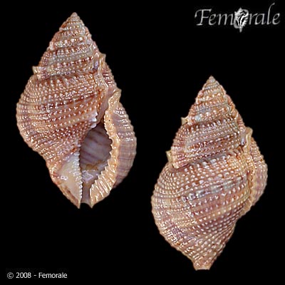 Bufonaria bufo