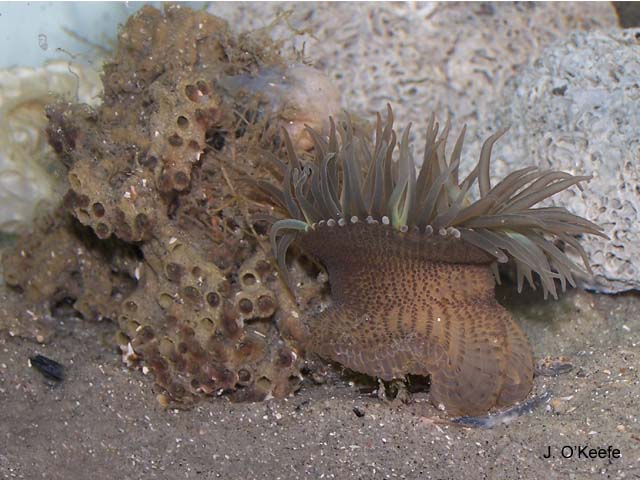 Bunodosoma cavernata