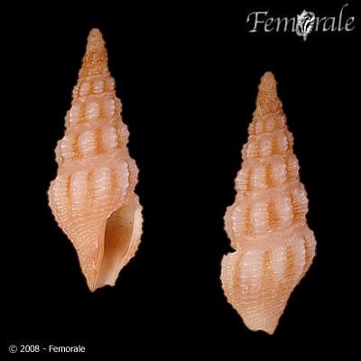Buchema granulosa